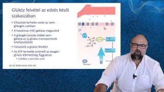 Glükózfelvétel az edzés késői szakaszában