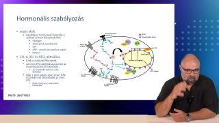 09-Hormonális szabályozás