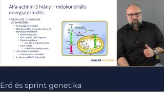 Az alfa-aktinin-3-mitokondriális energiatermelés