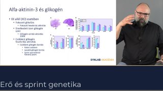 Az alfa-aktinin és glikogén