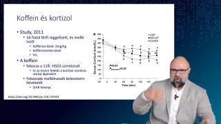 Kortizol és a koffein