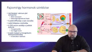 04 Pajzsmirigy hormonok szintézise