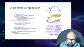 04 - A kromatin és az öregedés