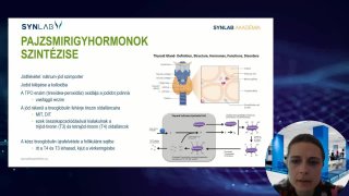 Pajzsmirigyhormonok szintézise