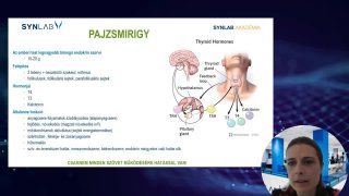 Pajzsmirigy