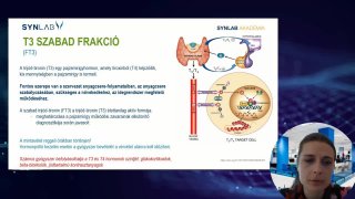 T3 szabad frakció