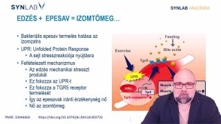 14. Edzés + Epesav = Izomtömeg