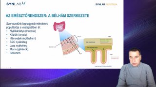 4. Az emősztőrendszer szerkezete