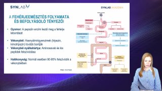 2. Fehérjeemésztés folyamata