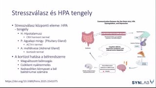 4 - Stresszválasz és HPA tengely