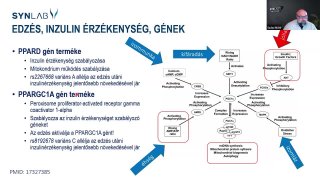 6. Edzés, inzulin érzékenység, gének