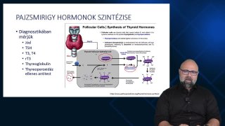 Pajzsmirigy hormonok szintézise